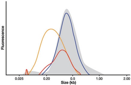 KAPA文库定量试剂盒 - 二代测序