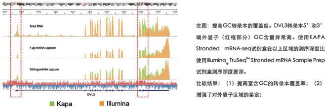 KAPA 链方向性RNA/mRNA文库准备试剂盒 - 二代测序
