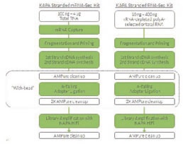 KAPA 链方向性RNA/mRNA文库准备试剂盒 - 二代测序
