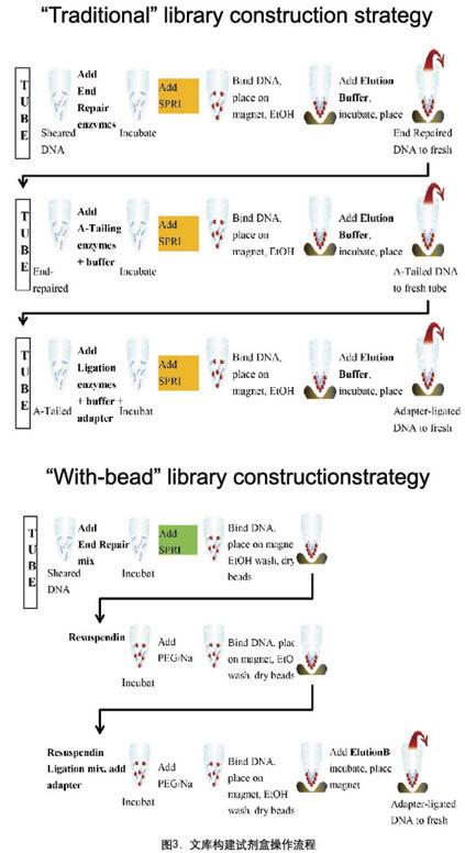 KAPA LTP/HTP文库准备试剂盒 - 二代测序