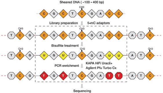 KAPA HiFi高保真甲基化文库扩增试剂 - 二代测序