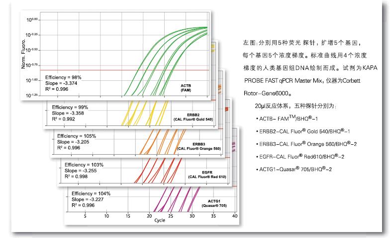 KAPA 探针法快速定量试剂 - 荧光定量 -