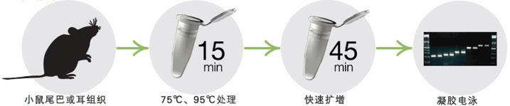 KAPA 小鼠基因分型试剂盒 - 直扩、快提 -