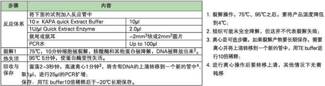 KAPA 小鼠基因分型试剂盒 - 直扩、快提 -