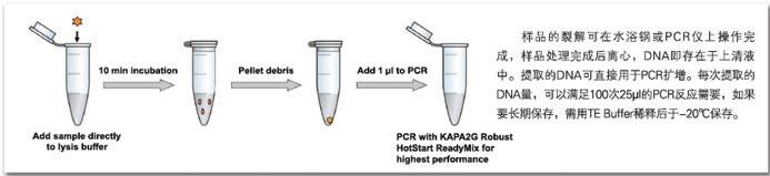 KAPA DNA快速提取试剂盒 - 直扩、快提 -