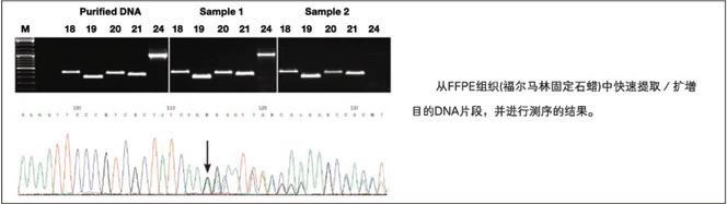 KAPA DNA快速提取试剂盒 - 直扩、快提 -