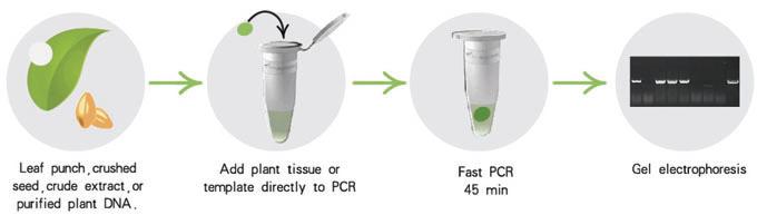 KAPA 3G植物直接扩增试剂盒 - 直扩、快提 -