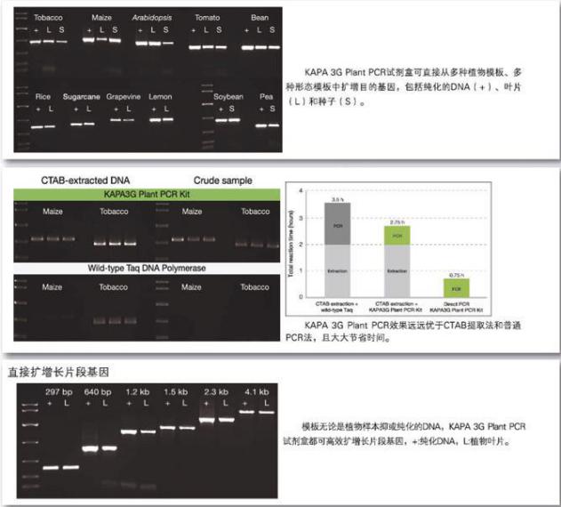 KAPA 3G植物直接扩增试剂盒 - 直扩、快提 -