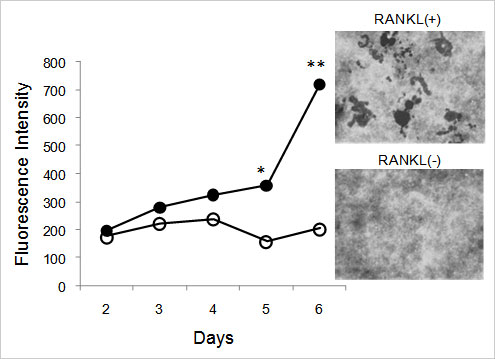 骨吸收检测试剂盒 Bone Resorption Assay Kit