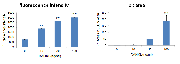 骨吸收检测试剂盒 Bone Resorption Assay Kit