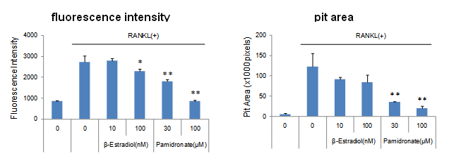 骨吸收检测试剂盒 Bone Resorption Assay Kit