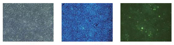 α-突触核蛋白聚集检测试剂盒 (ALPHA)-Synuclein Aggregation Assay Kit