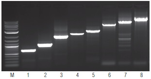 OneTaq 一步法 RT-PCR 试剂盒 