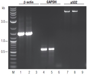 OneTaq RT-PCR 试剂盒 