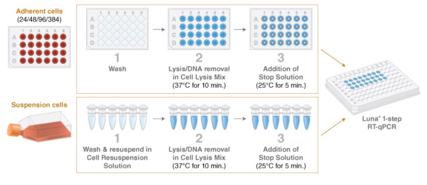 Luna Cell Ready探针一步法 RT-qPCR 试剂盒 &nbsp;&nbsp;&nbsp;&nbsp;&nbsp;&nbsp;&nbsp;&nbsp;&nbsp;&nbsp;&nbsp;&nbsp;&nbsp;&nbsp;&nbsp;&nbsp;&nbsp;&nbsp;&nbsp;&nbsp; &nbsp;&nbsp;&nbsp;&nbsp;&nbsp;&nbsp;&nbsp;