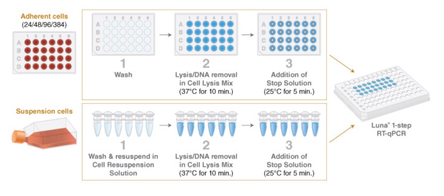 Luna Cell Ready染料一步法 RT-qPCR 试剂盒 &nbsp;&nbsp;&nbsp;&nbsp;&nbsp;&nbsp;&nbsp;&nbsp;&nbsp;&nbsp;&nbsp;&nbsp;&nbsp;&nbsp;&nbsp;&nbsp;&nbsp;&nbsp;&nbsp;&nbsp; &nbsp;&nbsp;&nbsp;&nbsp;&nbsp;&nbsp;&nbsp;