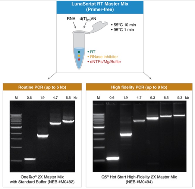 LunaScript® 反转录预混液试剂盒（无引物） &nbsp;&nbsp;&nbsp;&nbsp;&nbsp;&nbsp;&nbsp;&nbsp;&nbsp;&nbsp;&nbsp;&nbsp;&nbsp;&nbsp;&nbsp;&nbsp;&nbsp;&nbsp;&nbsp;&nbsp; &nbsp;&nbsp;&nbsp;&nbsp;&nbsp;&nbsp;&nbsp;