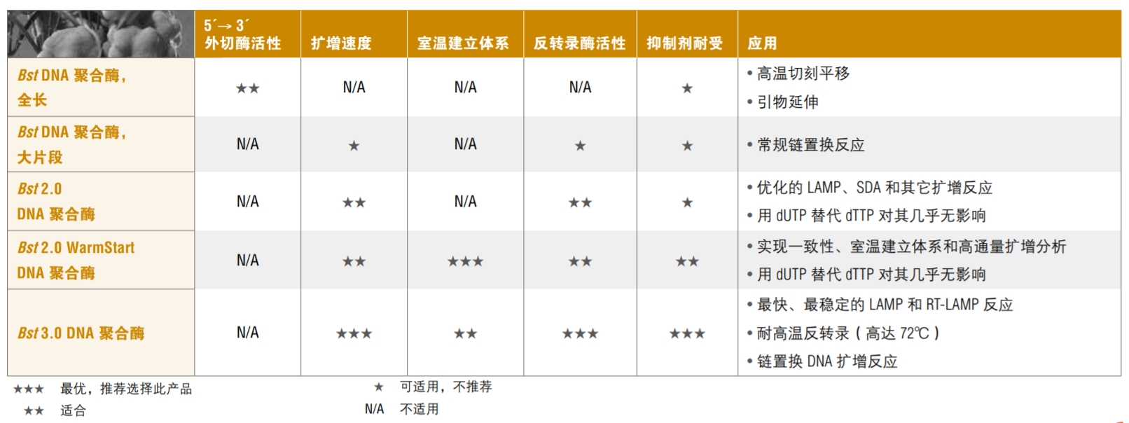 Bst2.0 WarmStart® DNA 聚合酶 &nbsp;&nbsp;&nbsp;&nbsp;&nbsp;&nbsp;&nbsp;&nbsp;&nbsp;&nbsp;&nbsp;&nbsp;&nbsp;&nbsp;&nbsp;&nbsp;&nbsp;&nbsp;&nbsp;&nbsp; &nbsp;&nbsp;&nbsp;&nbsp;&nbsp;&nbsp;&nbsp;