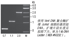 Vent® DNA 聚合酶 &nbsp;&nbsp;&nbsp;&nbsp;&nbsp;&nbsp;&nbsp;&nbsp;&nbsp;&nbsp;&nbsp;&nbsp;&nbsp;&nbsp;&nbsp;&nbsp;&nbsp;&nbsp;&nbsp;&nbsp; &nbsp;&nbsp;&nbsp;&nbsp;&nbsp;&nbsp;&nbsp;