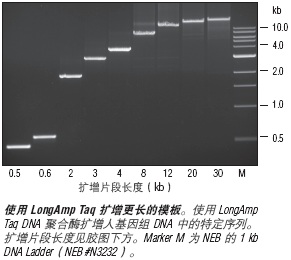 LongAmp 热启动 Taq 2X 预混液 &nbsp;&nbsp;&nbsp;&nbsp;&nbsp;&nbsp;&nbsp;&nbsp;&nbsp;&nbsp;&nbsp;&nbsp;&nbsp;&nbsp;&nbsp;&nbsp;&nbsp;&nbsp;&nbsp;&nbsp; &nbsp;&nbsp;&nbsp;&nbsp;&nbsp;&nbsp;&nbsp;