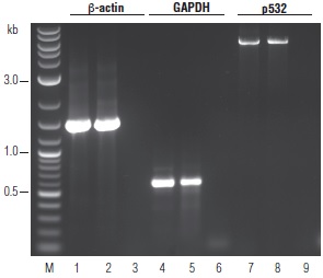 OneTaq RT-PCR 试剂盒 &nbsp;&nbsp;&nbsp;&nbsp;&nbsp;&nbsp;&nbsp;&nbsp;&nbsp;&nbsp;&nbsp;&nbsp;&nbsp;&nbsp;&nbsp;&nbsp;&nbsp;&nbsp;&nbsp;&nbsp; &nbsp;&nbsp;&nbsp;&nbsp;&nbsp;&nbsp;&nbsp;