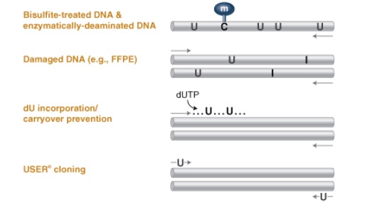 Q5U™ 热启动超保真 DNA 聚合酶 &nbsp;&nbsp;&nbsp;&nbsp;&nbsp;&nbsp;&nbsp;&nbsp;&nbsp;&nbsp;&nbsp;&nbsp;&nbsp;&nbsp;&nbsp;&nbsp;&nbsp;&nbsp;&nbsp;&nbsp; &nbsp;&nbsp;&nbsp;&nbsp;&nbsp;&nbsp;&nbsp;