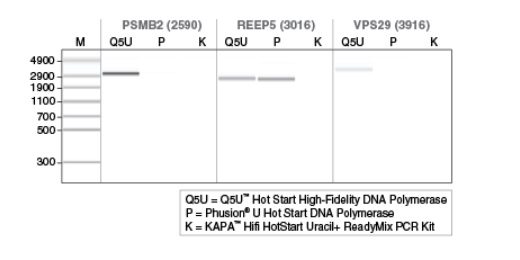 Q5U™ 热启动超保真 DNA 聚合酶 &nbsp;&nbsp;&nbsp;&nbsp;&nbsp;&nbsp;&nbsp;&nbsp;&nbsp;&nbsp;&nbsp;&nbsp;&nbsp;&nbsp;&nbsp;&nbsp;&nbsp;&nbsp;&nbsp;&nbsp; &nbsp;&nbsp;&nbsp;&nbsp;&nbsp;&nbsp;&nbsp;