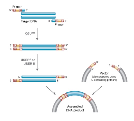 Q5U™ 热启动超保真 DNA 聚合酶 &nbsp;&nbsp;&nbsp;&nbsp;&nbsp;&nbsp;&nbsp;&nbsp;&nbsp;&nbsp;&nbsp;&nbsp;&nbsp;&nbsp;&nbsp;&nbsp;&nbsp;&nbsp;&nbsp;&nbsp; &nbsp;&nbsp;&nbsp;&nbsp;&nbsp;&nbsp;&nbsp;