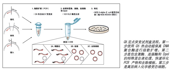 Q5®定点突变试剂盒 &nbsp;&nbsp;&nbsp;&nbsp;&nbsp;&nbsp;&nbsp;&nbsp;&nbsp;&nbsp;&nbsp;&nbsp;&nbsp;&nbsp;&nbsp;&nbsp;&nbsp;&nbsp;&nbsp;&nbsp; &nbsp;&nbsp;&nbsp;&nbsp;&nbsp;&nbsp;&nbsp;