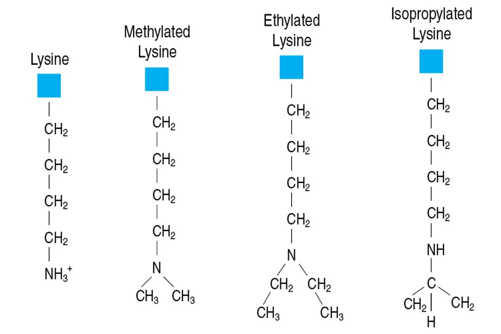 Reductive Alkylation Kit-Hampton 还原烷基化试剂盒