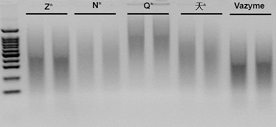 EpiArt DNA Methylation Bisulfite Kit