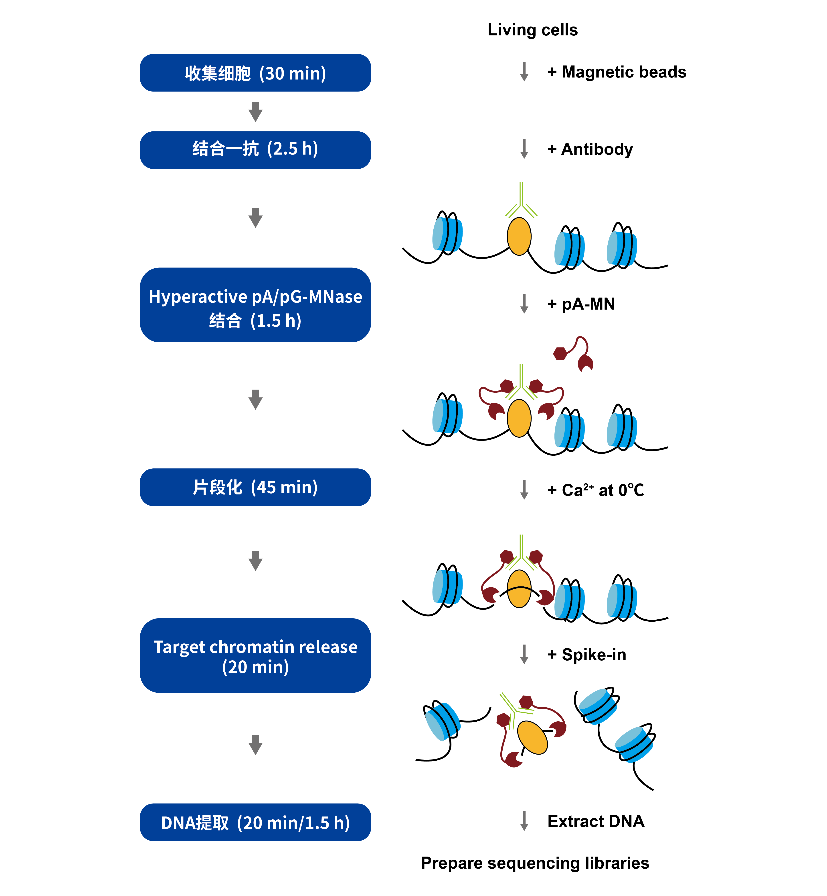 Hyperactive pA-MNase for CUT&amp;RUN