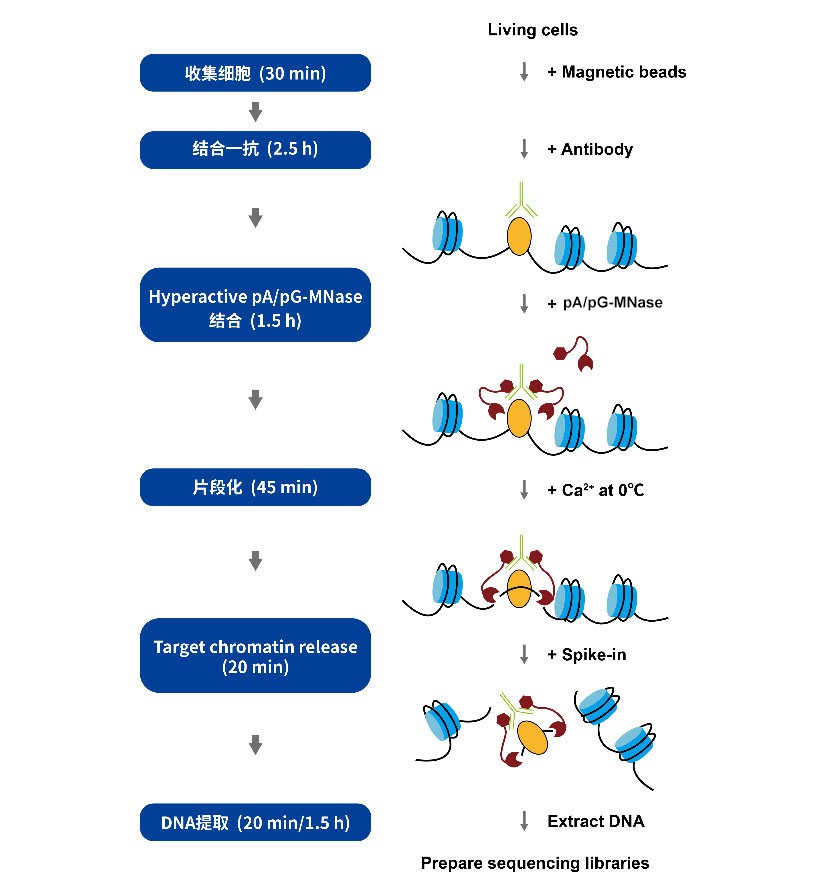 Hyperactive pG-MNase for CUT&amp;RUN