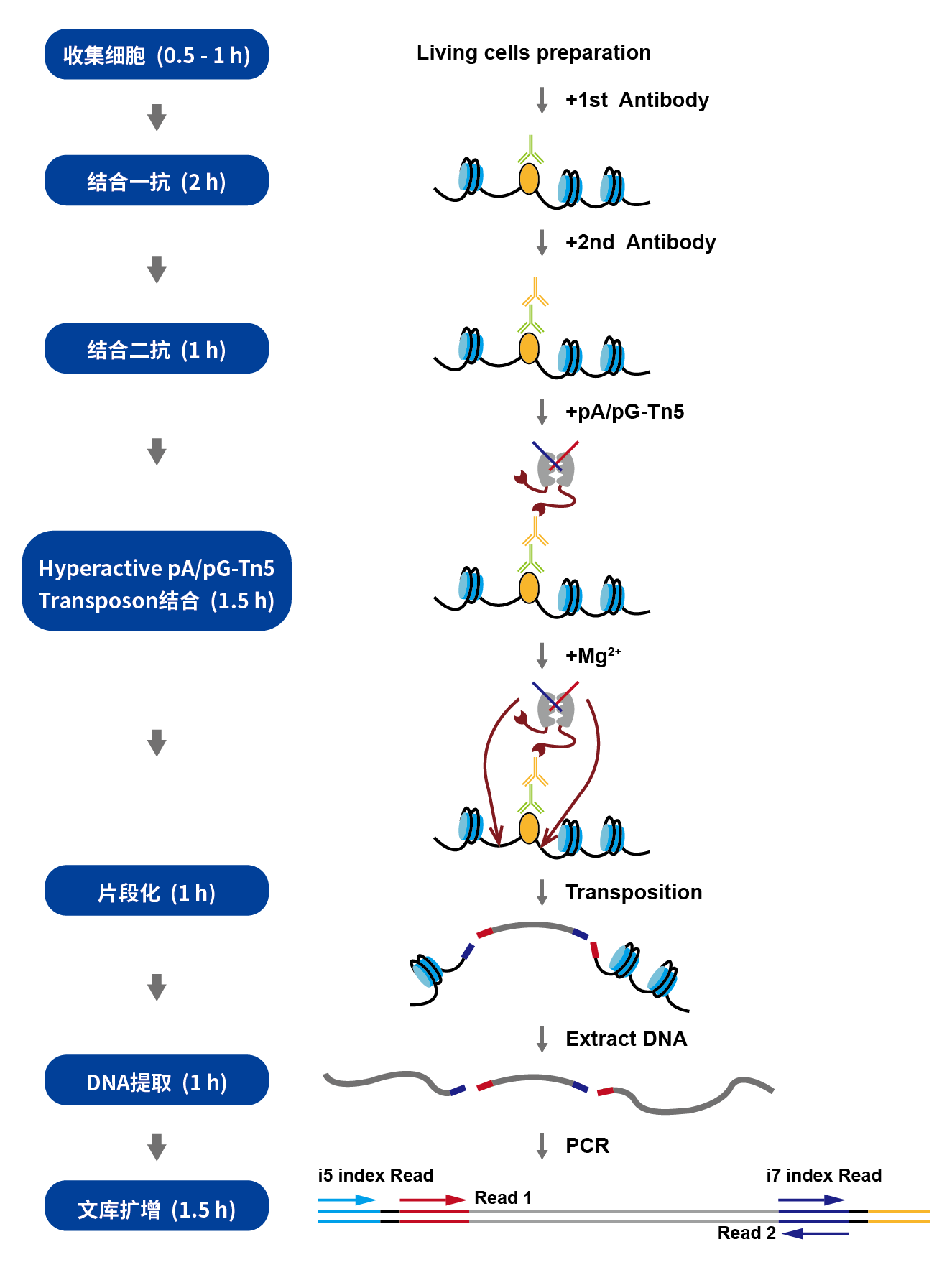 Hyperactive pG-Tn5 Transposase for CUT&amp;Tag