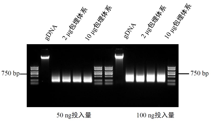 Hyperactive pG-Tn5 Transposase for CUT&amp;Tag