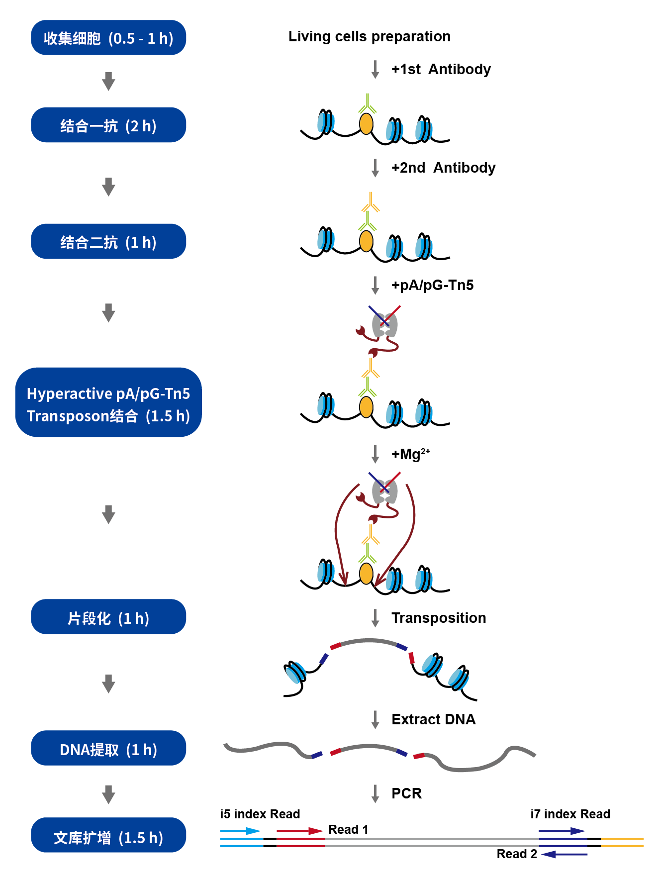 Hyperactive pA-Tn5 Transposase for CUT&amp;Tag