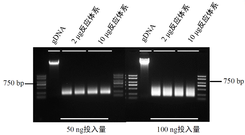 Hyperactive pA-Tn5 Transposase for CUT&amp;Tag