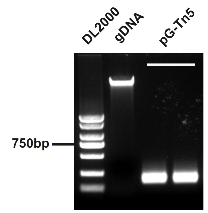 Hyperactive In-Situ ChIP Library Prep Kit for Illumina