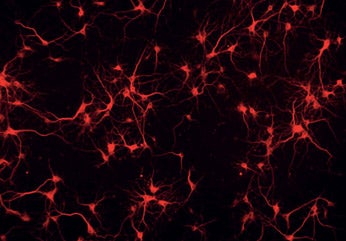 PRIME-XV Neural Basal Medium