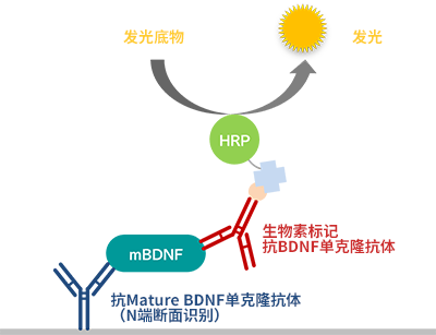 高灵敏度Mature BDNF ELISA试剂盒                              Mature BDNF ELISA Kit Wako, High Sensitive