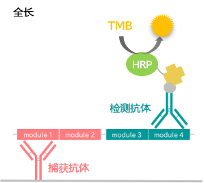 CTGF ELISA 试剂盒