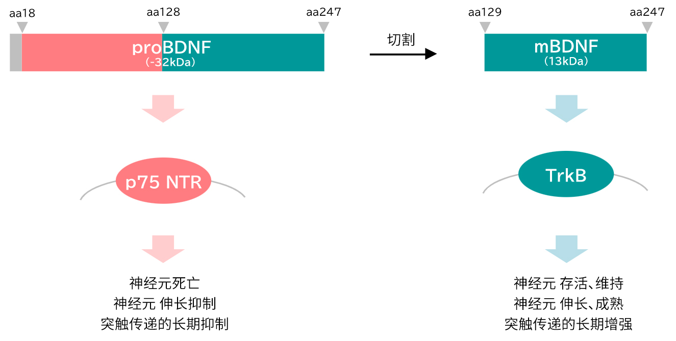 BDNF ELISA试剂盒