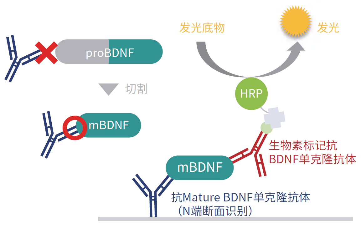 BDNF ELISA试剂盒