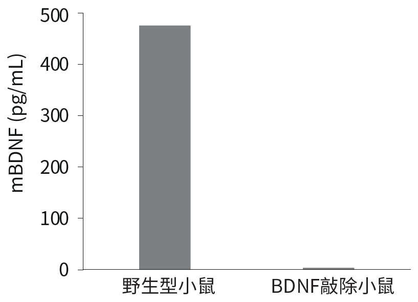 BDNF ELISA试剂盒