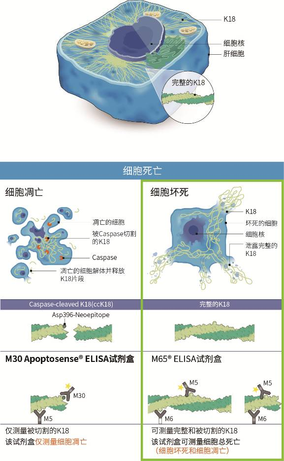 M65® 和M65 EpiDeath® ELISA试剂盒