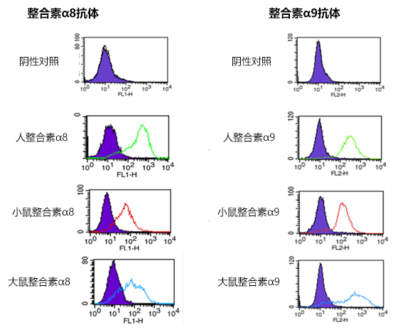 抗整合素α8、α9，单克隆抗体                              用于抗体药物、组织纤维化及癌症研究！