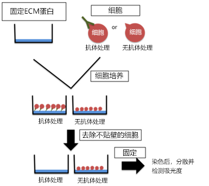 抗整合素α8、α9，单克隆抗体                              用于抗体药物、组织纤维化及癌症研究！