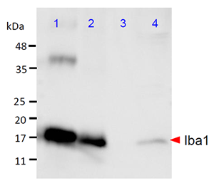 兔源Iba1抗体，无标签                              Anti Iba1, Rabbit