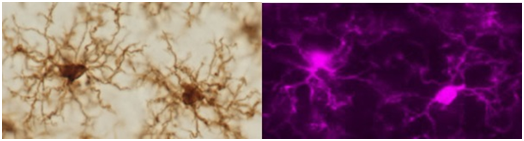 兔源Iba1抗体，有标签                              Anti Iba1, Rabbit (for Immunocytochemistry)