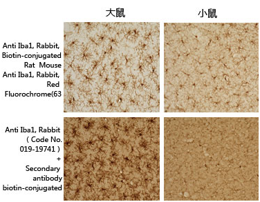 兔源Iba1抗体，有标签                              Anti Iba1, Rabbit (for Immunocytochemistry)